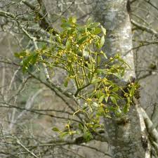 Image result for Viscum shirense