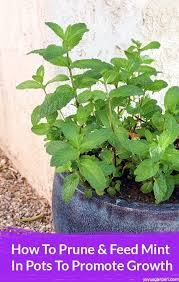 Elke dag worden duizenden nieuwe. Pin On Gardening