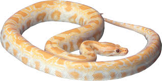 Snake Png Cores Cobras