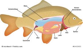 11 beliebte lage der inneren organe verglichen 06/2021 ⭐️ selektion beliebter modelle für euch haben wir eine große auswahl an lage der inneren organe verglichen und dabei die relevantesten merkmale verglichen. Inneren Organe Des Karpfen