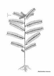 Image result for Phyllanthus amarus