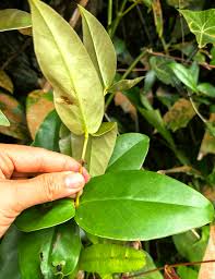 Image result for Setaria homonyma