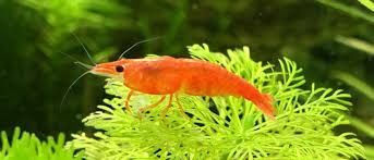 16 Best Betta Fish Tank Mates Full List Of Animals Compatible With Betta