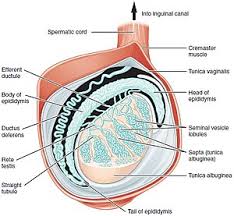 A person may experience pain on their. Testicle Wikipedia