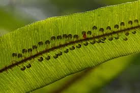 Image result for Oleandra distenta