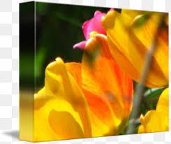 Adobe premiere rush is a video editing software developed by adobe. Yellow Close Up Computer Wallpaper Png 800x800px Explosion Editing Fire Flame Orange Download Free