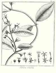 Image result for Sabicea