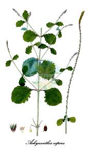 Image result for Hermbstaedtia linearis