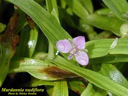 Image result for Murdannia