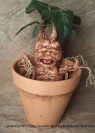 14 Mandrake Ideas Mandrake Harry Potter Mandrake Mandrake Root