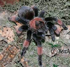 Pin On Tarantulas