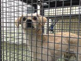 San bernardino city animal control: San Bernardino Ca Terrier Unknown Type Small Meet Urgent 7 21 Devore A Pet For Adoption The Shelter Pet Project Pet Adoption Pets