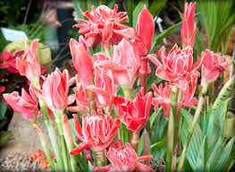 Add pandan leaf, turmeric leaf, thin coconut milk, jackfruit, bunga kantan and cili padi. Little Nyonya Penang Assam Laksa Paste Nyonyalicious