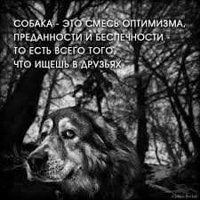 pin by anastasiya abramova on yumor kartinki in 2020 animals dogs husky