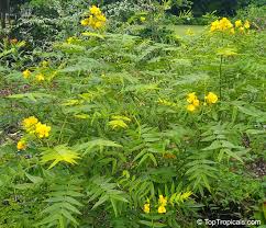 Image result for Senna occidentalis