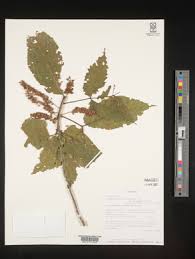 Image result for Allophylus ferrugineus