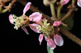 Image result for Heteropterys