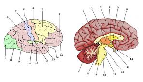 Size of this png preview of this svg file: Free Anatomy Quiz The Anatomy Of The Brain Quiz 1