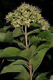 Image result for Nuxia congesta