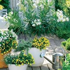 Kubelpflanzen Mit Romantischem Look Kubelpflanzen Pflanzideen Pflanzen