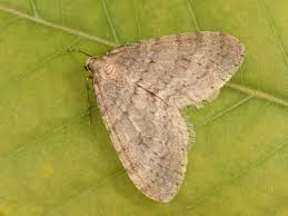 Image result for Operophtera fagata