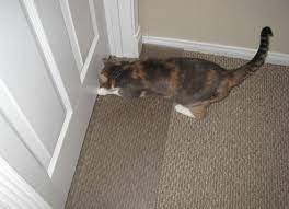 Shop our wide selection of area rugs and carpets online. Carpet Scratch Stopper Saves Your Carpets The Conscious Cat