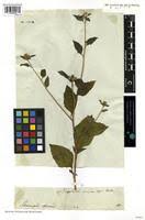 Image result for Sclerocarpus africanus