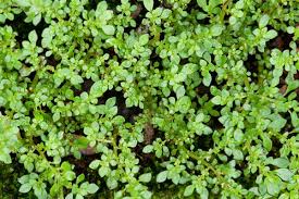 Image result for Pilea microphylla