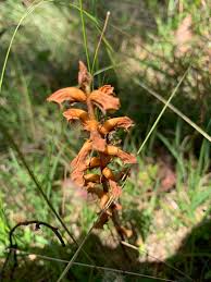 Image result for Orobanche