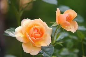 We did not find results for: Prescott Valley Florist Flourishing On Hwy 69 Signals Az