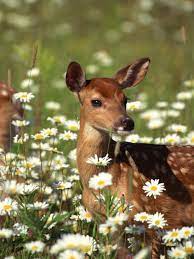 How to keep deer away from flowers. Deter Deer In The Garden Hgtv