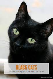 However, when it shows up in your dream, it shouldn't be a cause for alarm. Black Cats Good Luck Or Bad Luck