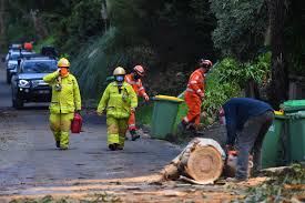 The damaging winds brought hundreds of trees down, including on a ute on the maroondah highway. Melbourne Storm Pictures Show The Aftermath Of Wild Weather That Killed Three 7news Com Au