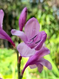 Image result for Watsonia borbonica