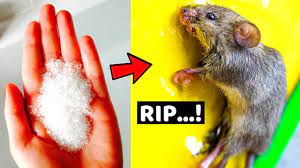 How To Get Rid Of Mice Permanently In A Natural Way Home Remedies To Get Rid Of Mice In Apartment Youtub Getting Rid Of Mice Pest Control Best Pest Control