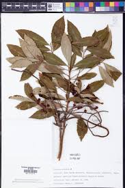 Image result for Ardisia buesgenii