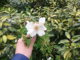 It can make identification very difficult. Identify This Plant From The Netherlands With Big White Flower Biology Stack Exchange