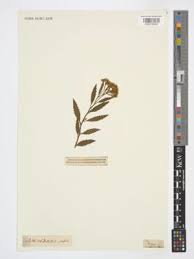 Image result for Nidorella ivifolia