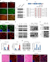Chúng tôi muốn hướng đến tương lai. Dishevelled Has A Yap Nuclear Export Function In A Tumor Suppressor Context Dependent Manner Nature Communications