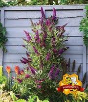 Buddleia Straight Up Butterfly Tower Vlinderstruik Planten Kleuren Zien