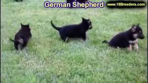 Get a boxer, husky, german we have 3 female purebred german shepherd puppies available for sale! German Shepherd Puppies For Sale In Portland Maine Me Brunswick Waterville Westbrook Saco Youtube