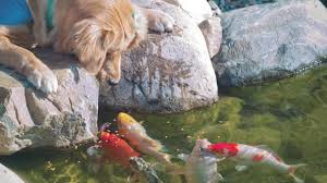 I don't know how it would work for a larger volume of water, but it sure worked for what we. The Pond Guy Barley Straw Pellets Youtube