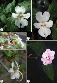 Image result for Impatiens rubromaculata