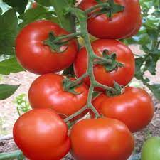 Seminte de tomate romanesti buzau 22. Buzau 1600 Seminte Rosii 5 Gr Soi Romanesc Cu Crestere Nedeterminata Pe Arac Scdl Buzau Seminte Rosii