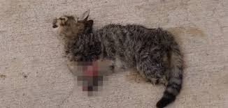 Kedi Haberleri Kedi Son Dakika Haberleri