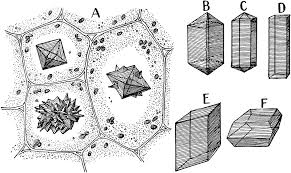 Calcium Oxalate Crystals Crystal Drawing Crystals Drawing Inspiration