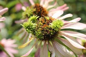 Image result for Aster