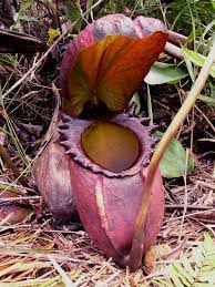 All the species are endangered and threatened by logging, ethnobotanical collecting and burning of primary forests especially in borneo and sumatra. Nepenthes Rajah Wikipedia