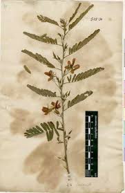 Image result for Chamaecrista grantii