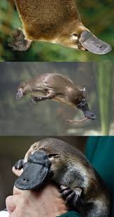 Scientists Find Potential Diabetes Drug In Platypus Venom Scientists Find Potential Diabetes Wild Animals Animals Australian Animals Baby Animals Funny
